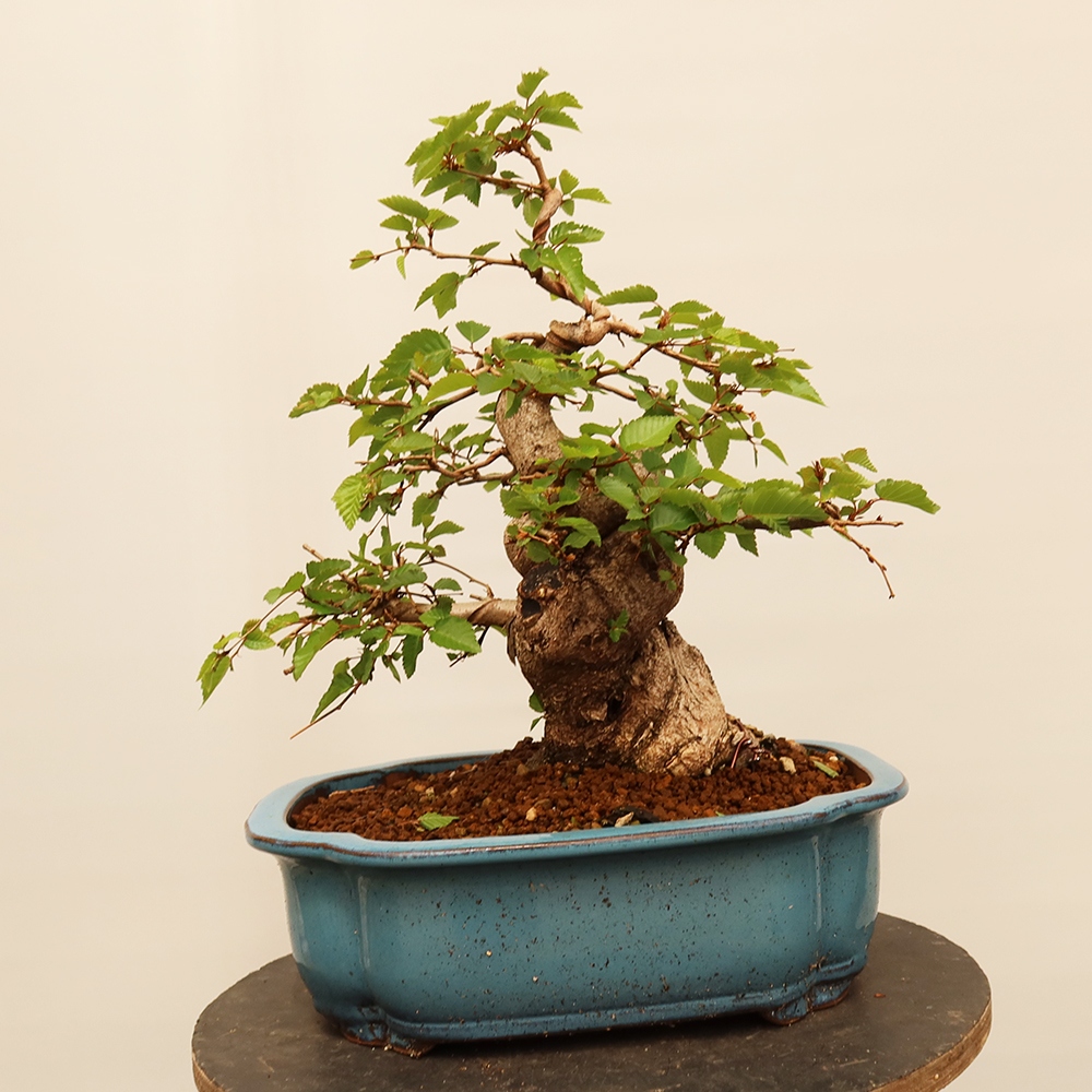Bonsai für draußen - Karpinus Coreana - Koreanische Hainbuche