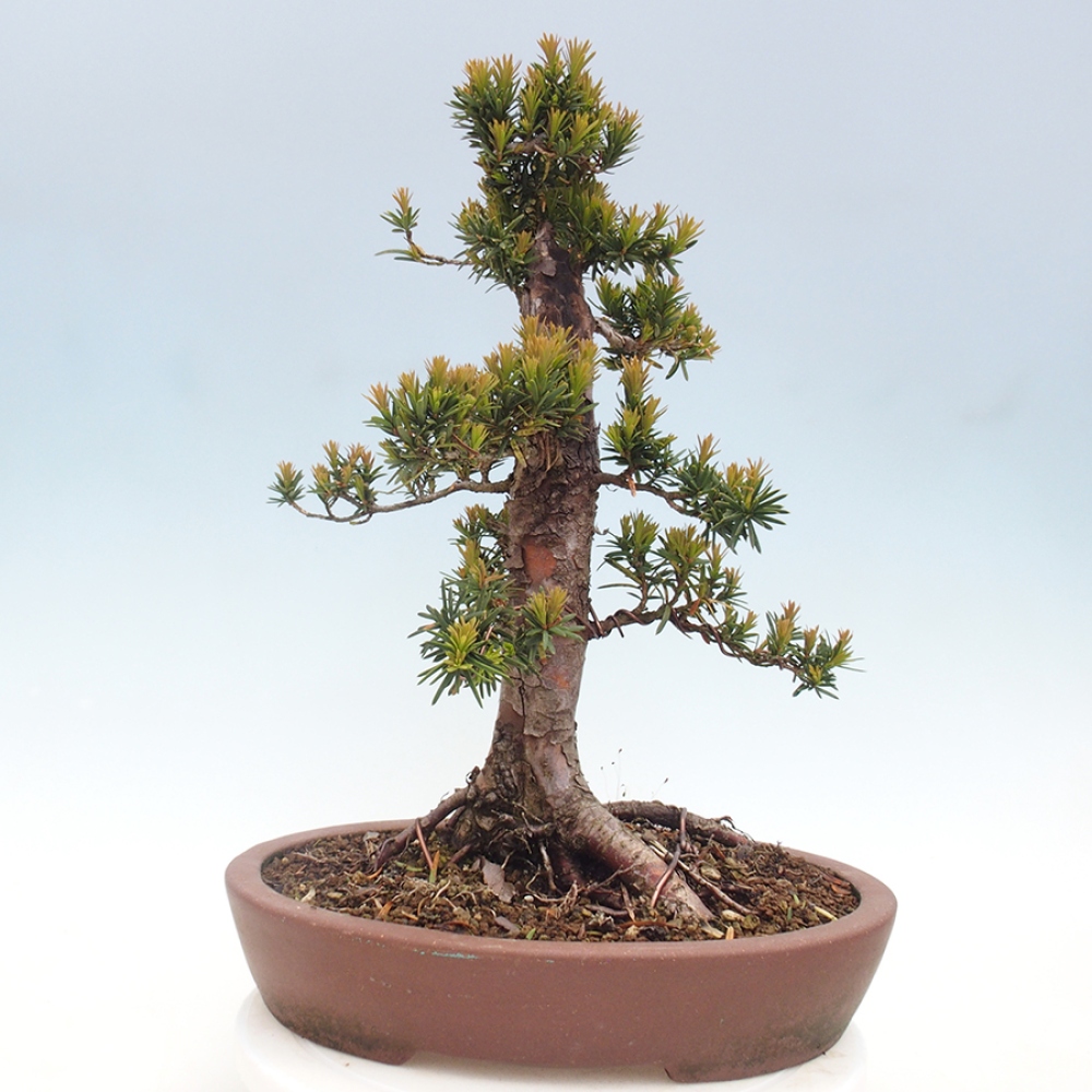 Bonsai für draußen - Taxus cuspidata - Japanische Eibe