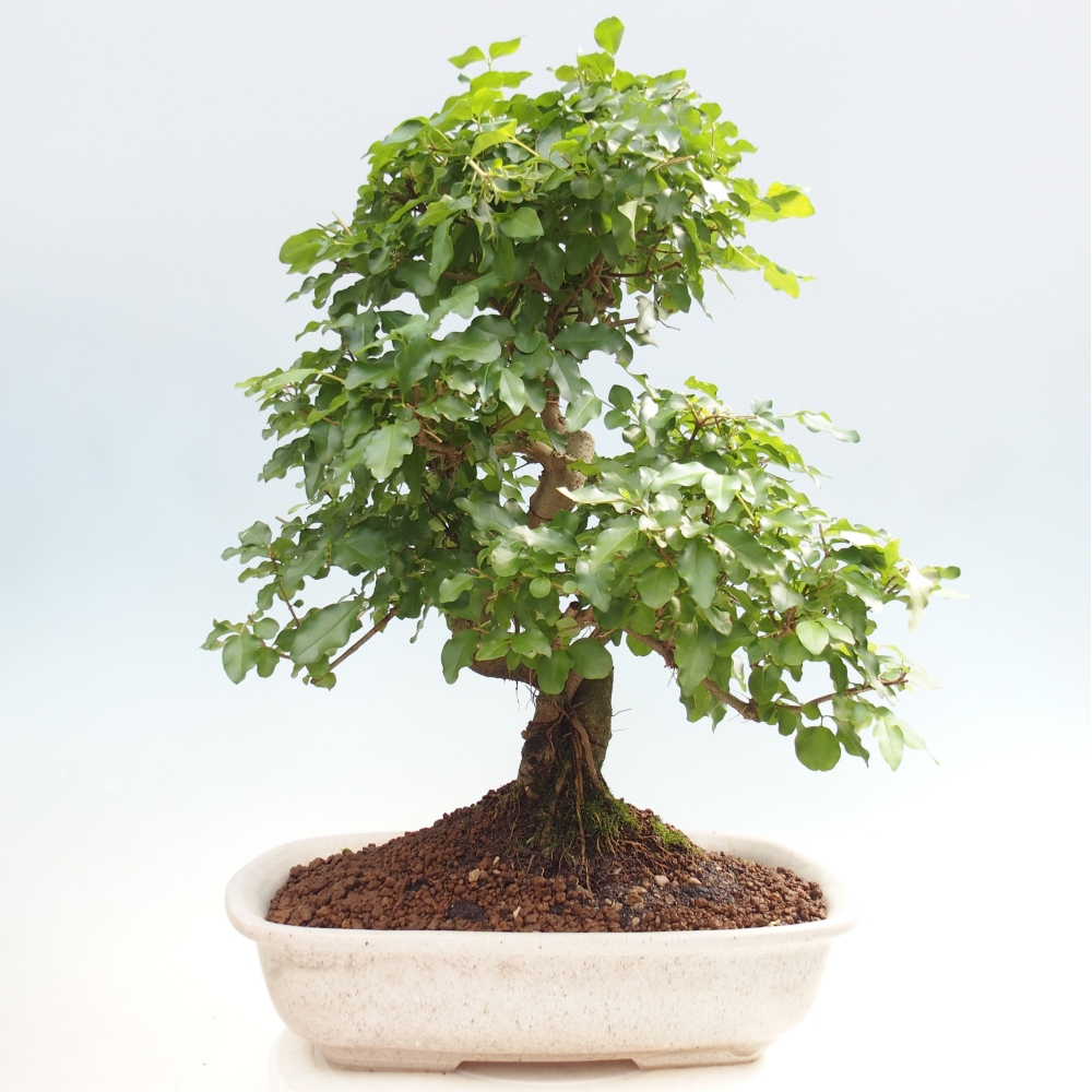Zimmer Bonsai -Ligustrum chinensis - Vogelschnabel
