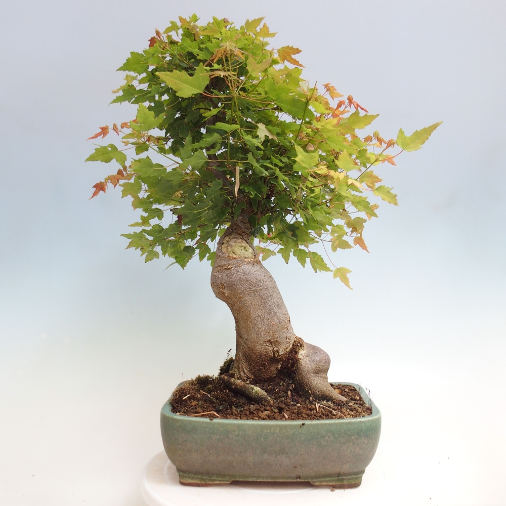 Bonsai für draußen - Acer Buergerianum - Bergahorn