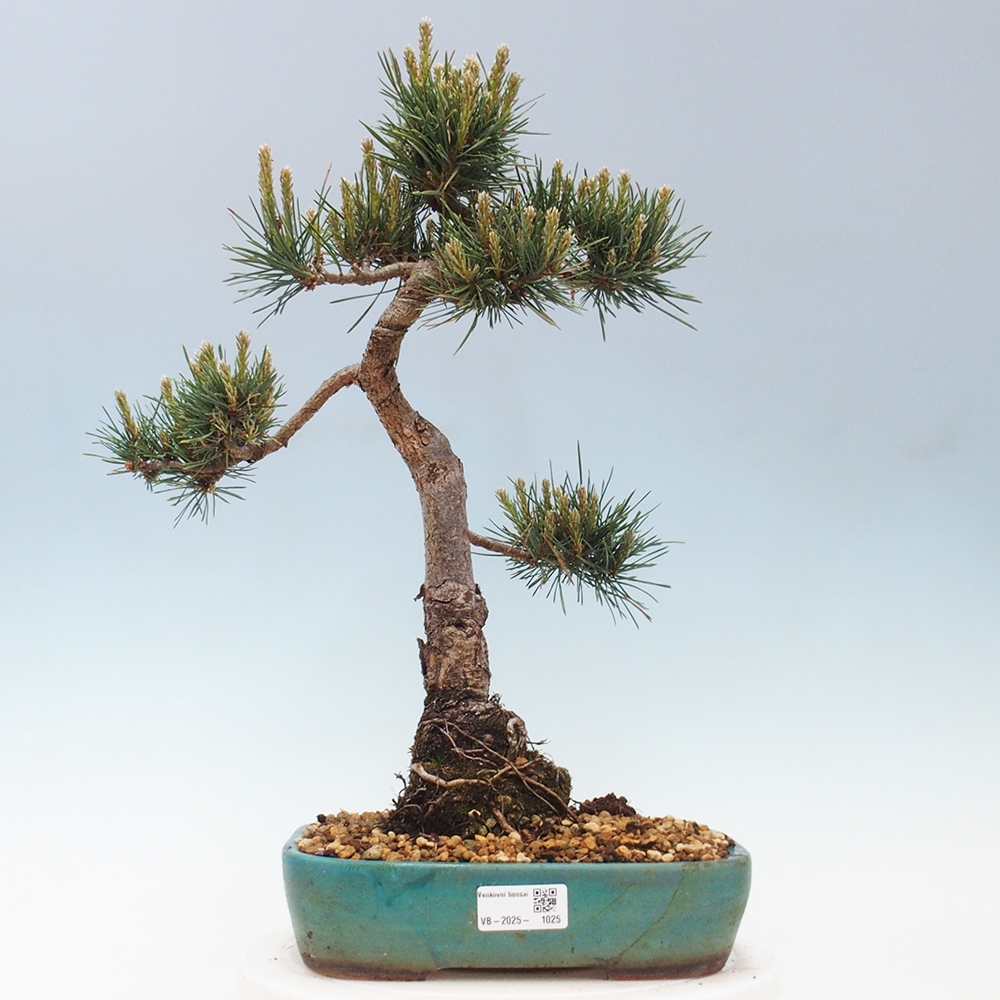 Bonsai für draußen - Pinus Sylvestris Watererri - Waldkiefer