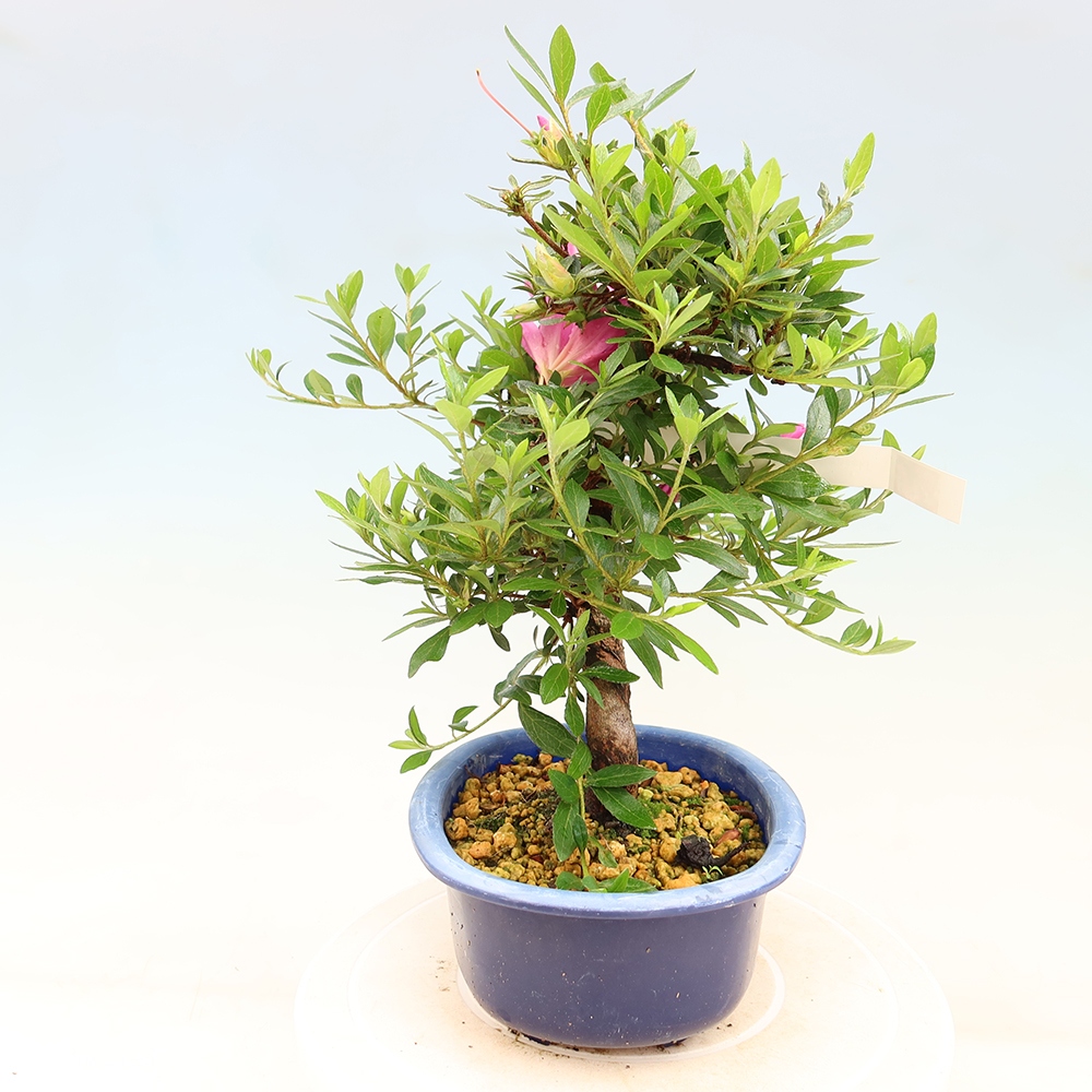 Bonsai für draußen - Japanische Azalee - Azalee Yoko