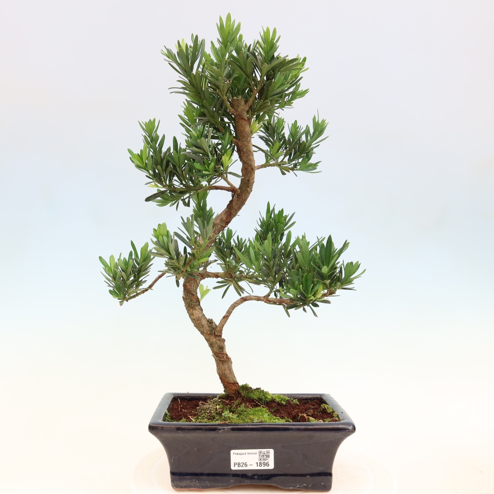 Zimmerbonsai - Podocarpus - Stein-Eibe