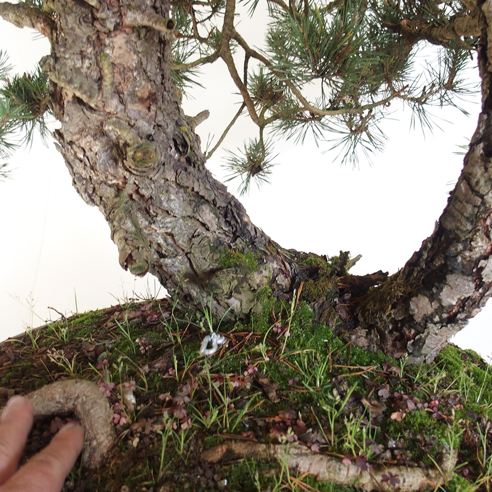 Yamadori - Pinus sylvestris Spanien