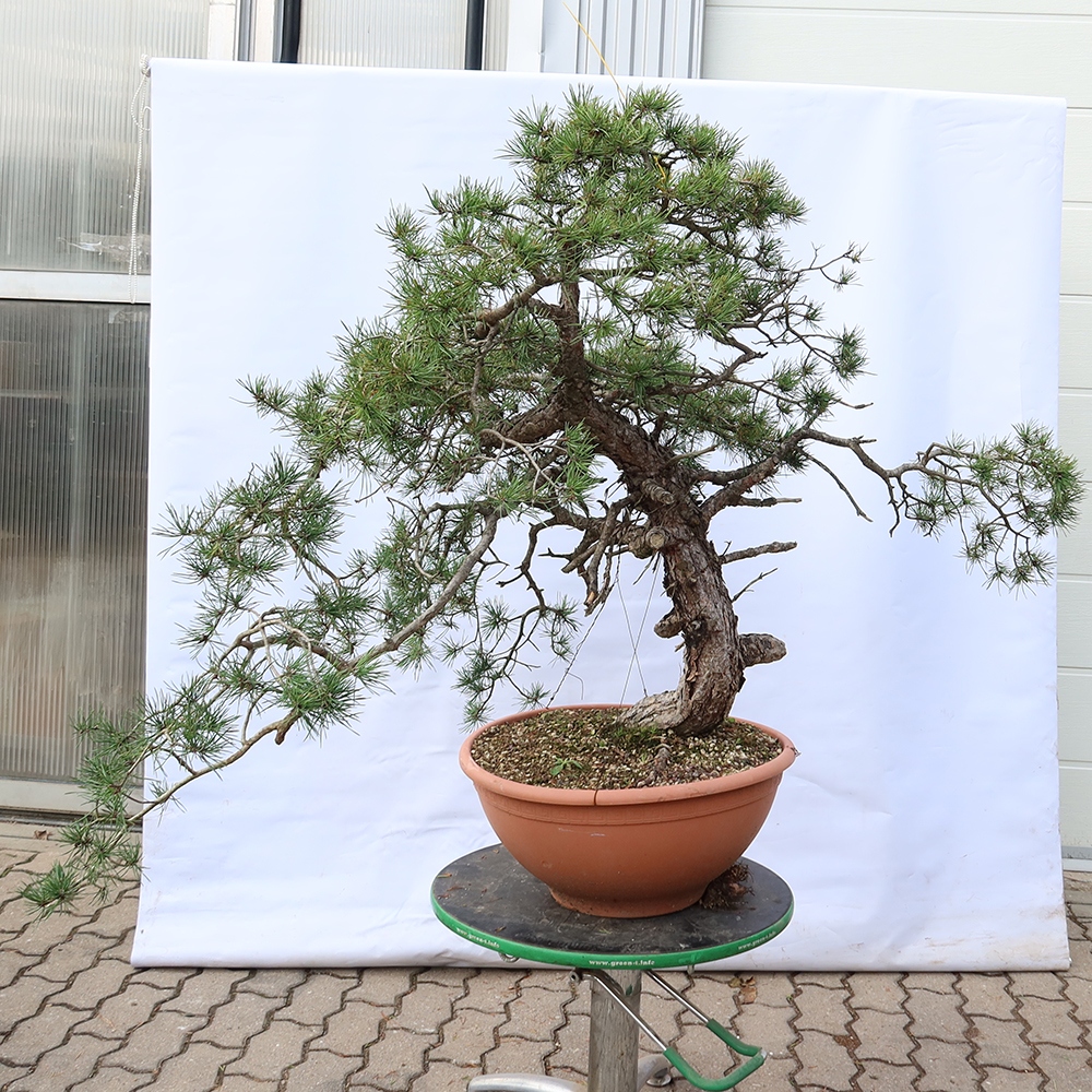 Pinus sylvestris Spanien – Waldkiefer