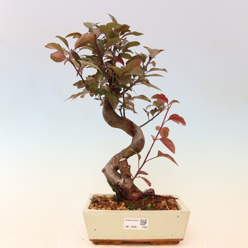 Outdoor-Bonsai -Malus domestica - Kleinfrüchtiger rotblättriger Apfelbaum