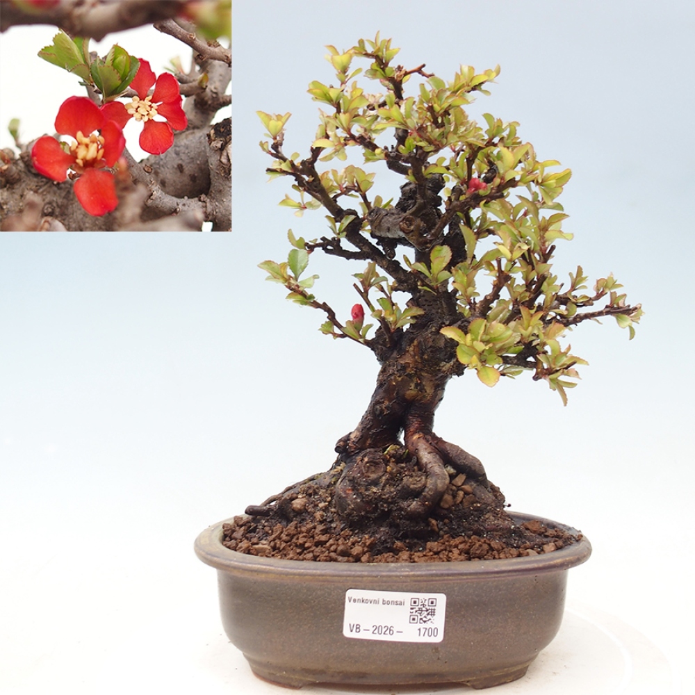 Bonsai für draußen - Chaneomeles speciosa - Quitte