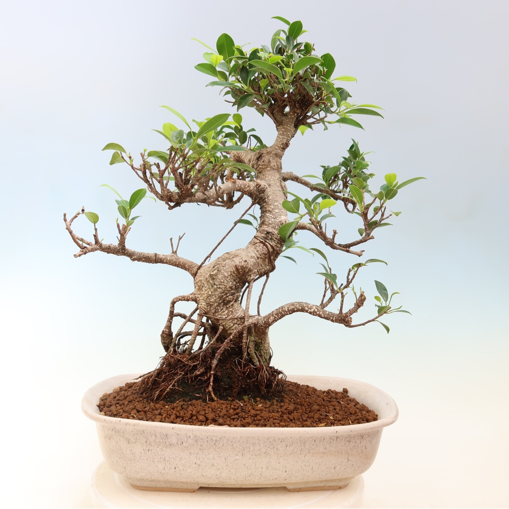 Zimmerbonsai - Ficus kimmen - Kleinblättriger Ficus