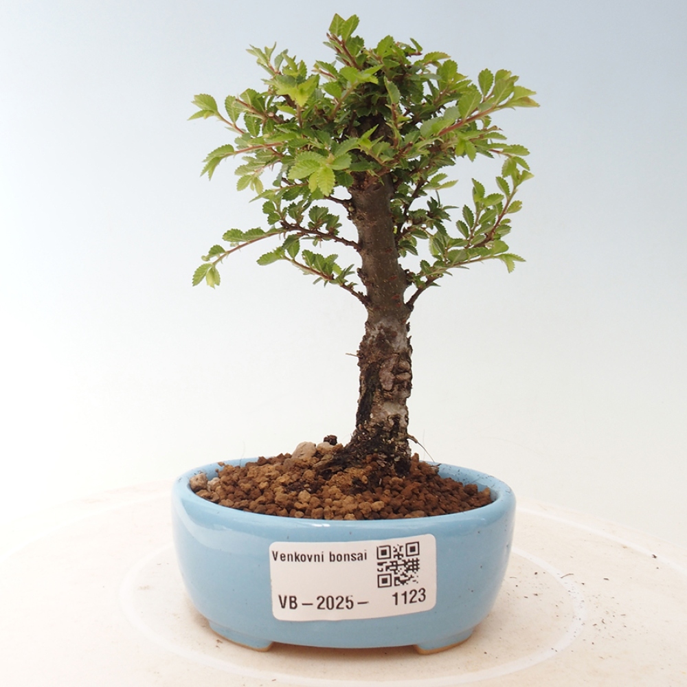 Bonsai für draußen - Ulmus parvifolia Sagei - Kleinblättrige Ulme