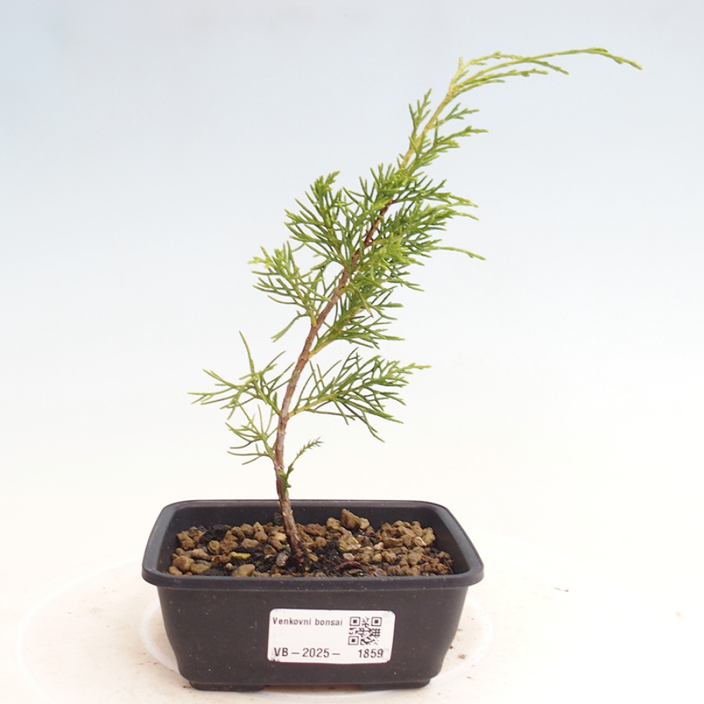 Bonsai für draußen - Juniperus chinensis Itoigawa