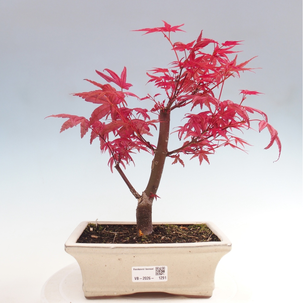 Bonsai für draußen - Acer palmatum DESHOJO