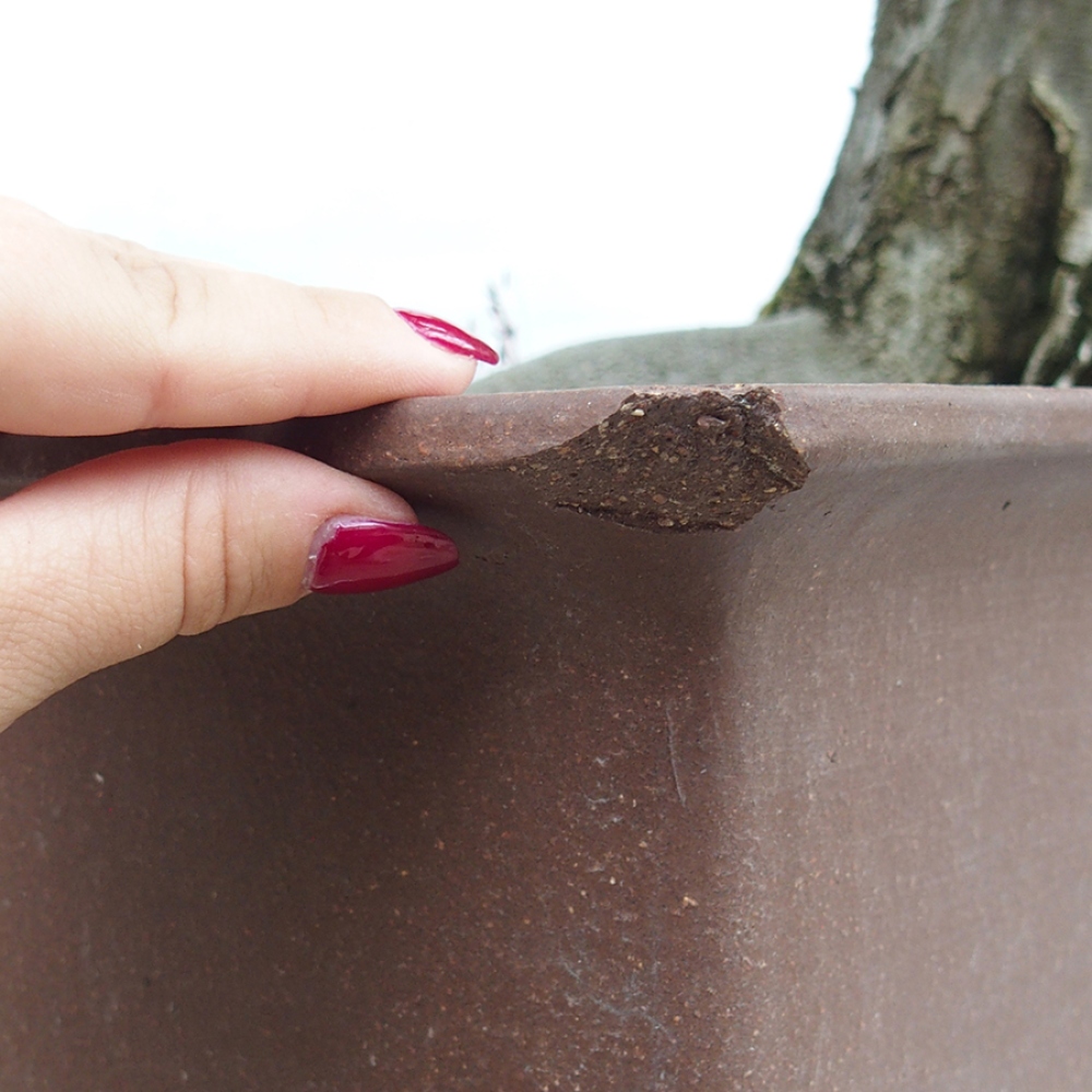 Bonsai für draußen - Hainbuche - Carpinus betulus