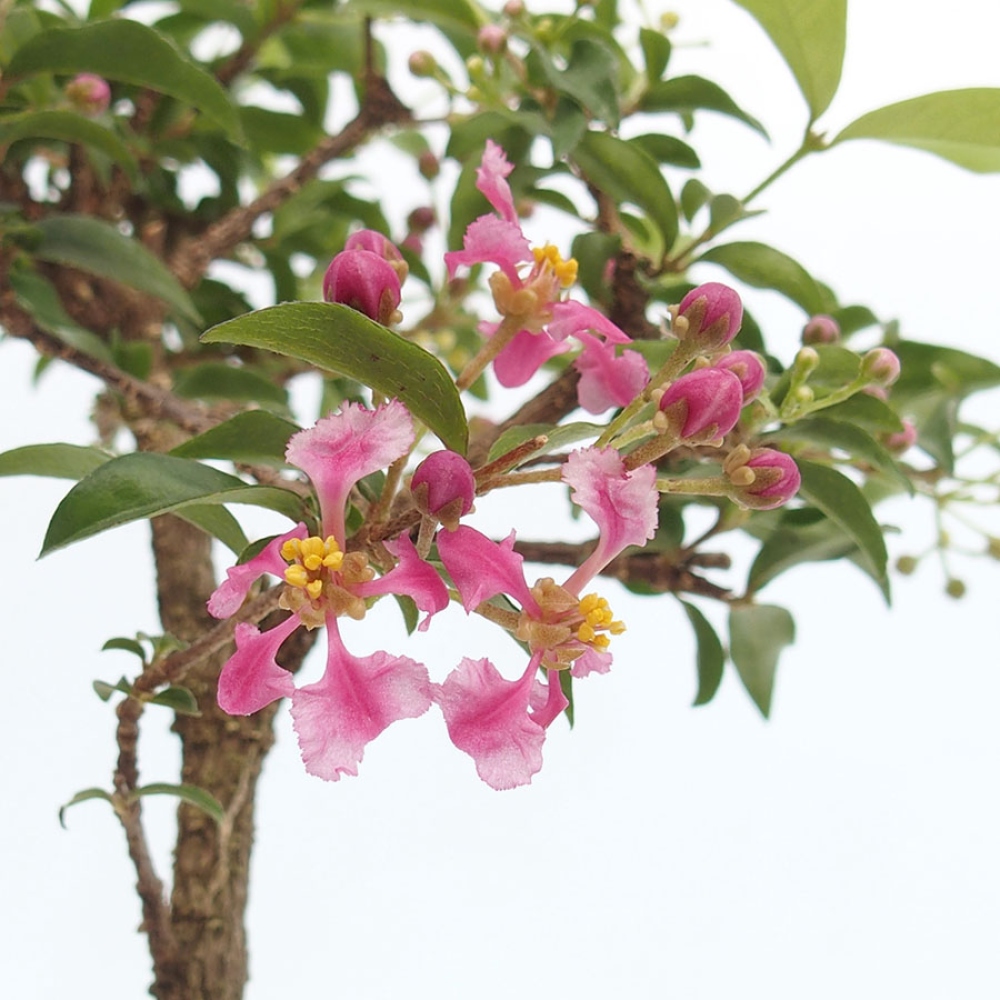 Zimmerbonsai – Barbados-Kirsche (Malpighia glabra) 