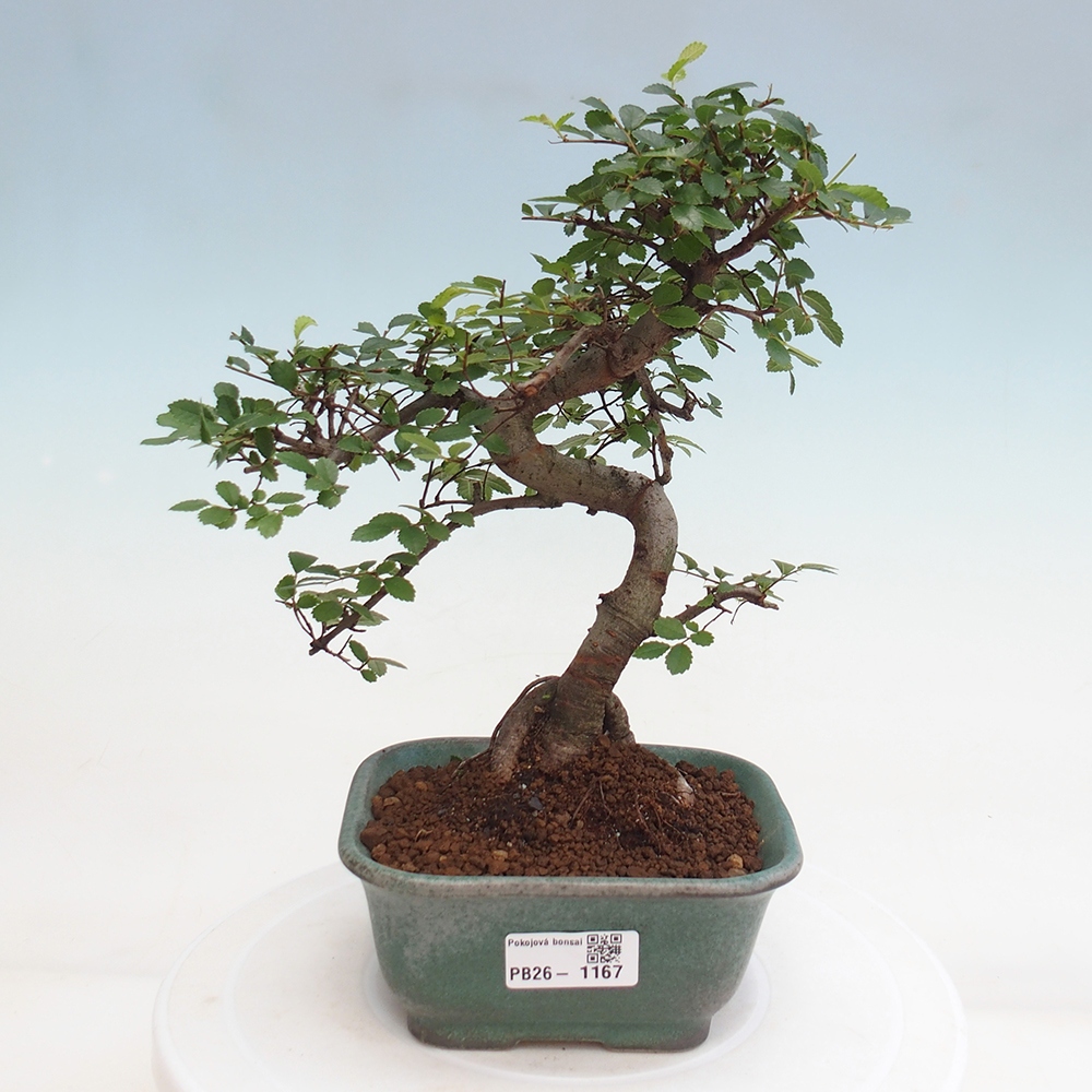 Zimmerbonsai - Ulmus parvifolia - Kleinblättrige Ulme