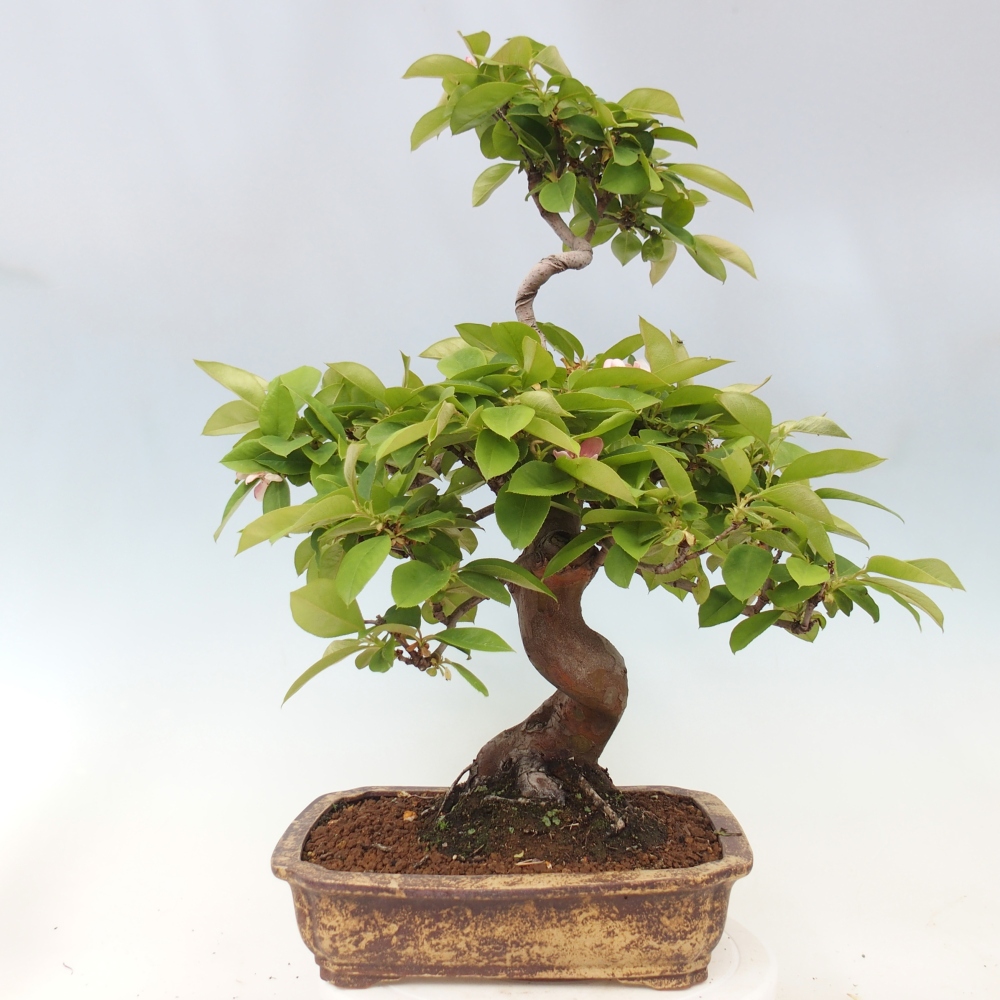 Bonsai für draußen - Pseudocydonia sinensis - Chinesische Quitte