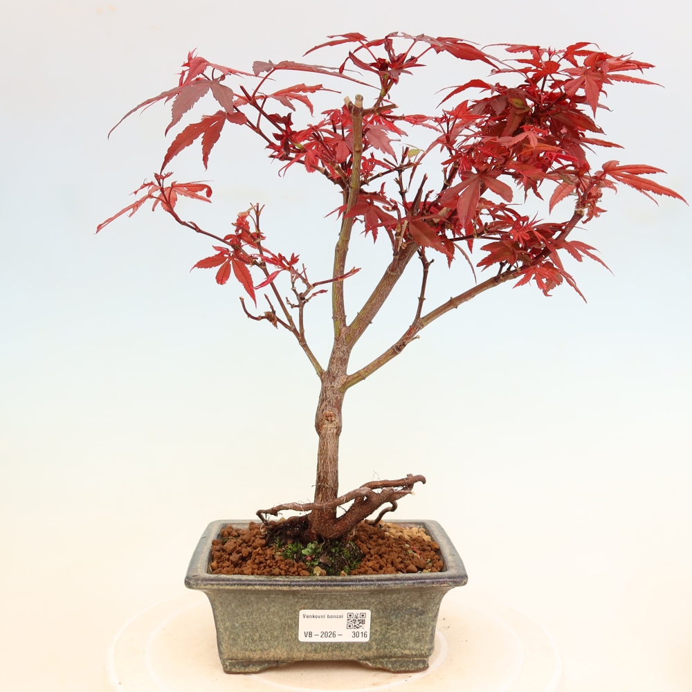 Bonsai für den Außenbereich – Palmenblättriger Ahorn – Acer palmatum „Berry Broom“ 
