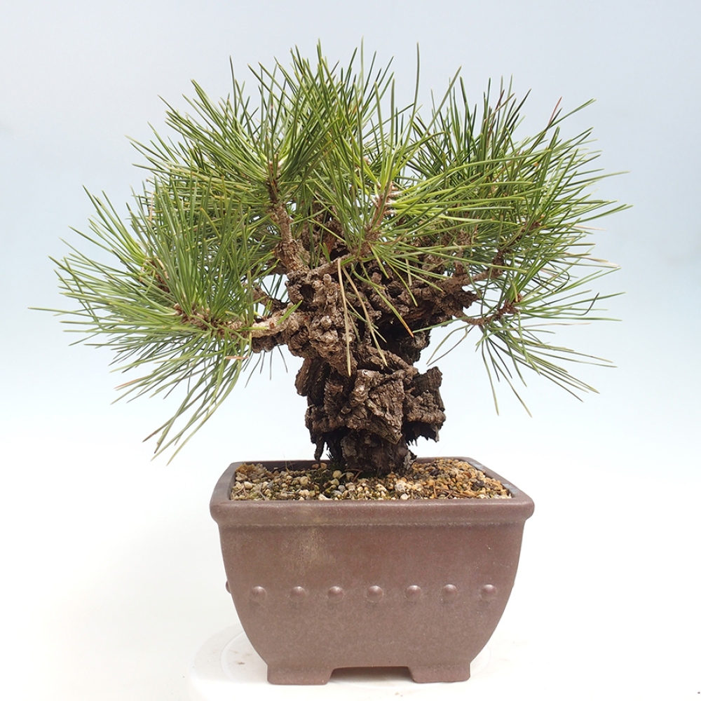 Bonsai für draußen - Pinus thunbergii - Thunberg-Kiefer