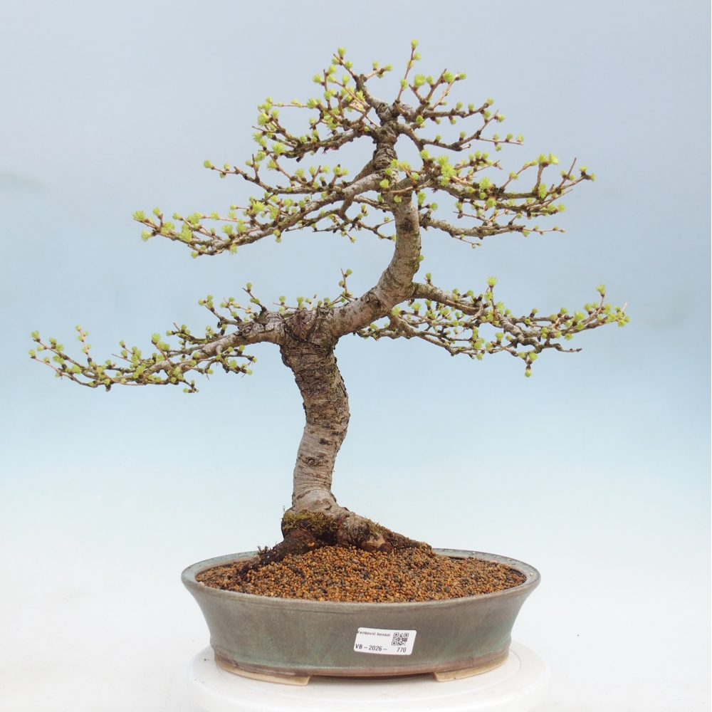 Bonsai für draußen -Larix decidua - Lärche