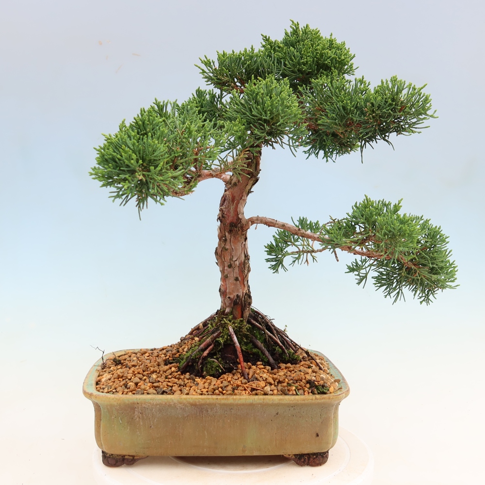 Bonsai für draußen - Juniperus chinensis Kishu
