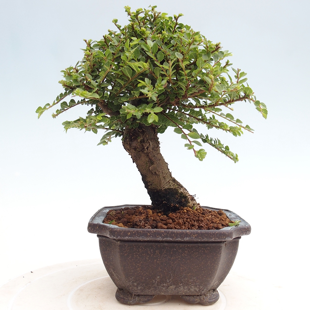 Bonsai für draußen - Ulmus parvifolia Hokkaido - Chinesische Ulme