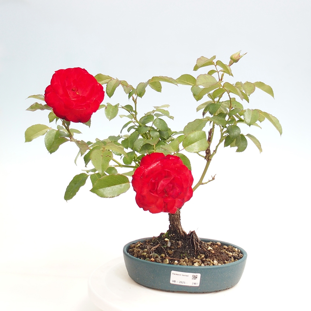 Bonsai für draußen - Rosa Kordes - Rose
