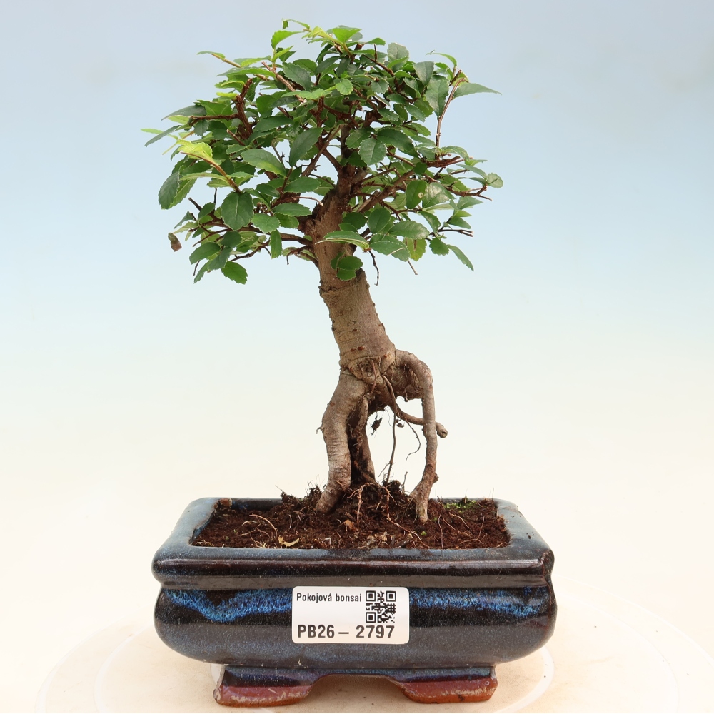 Zimmerbonsai - Ulmus parvifolia - Kleinblättrige Ulme
