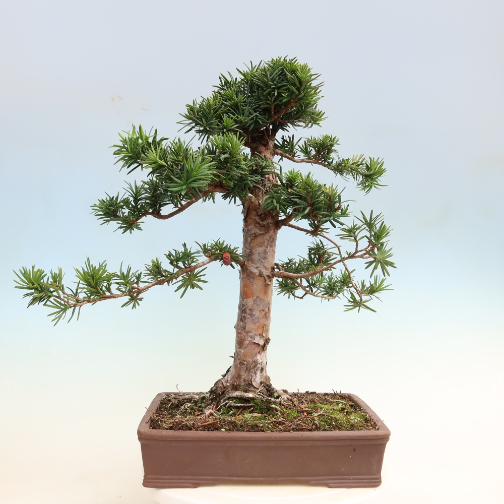 Bonsai für draußen - Taxus cuspidata - Japanische Eibe