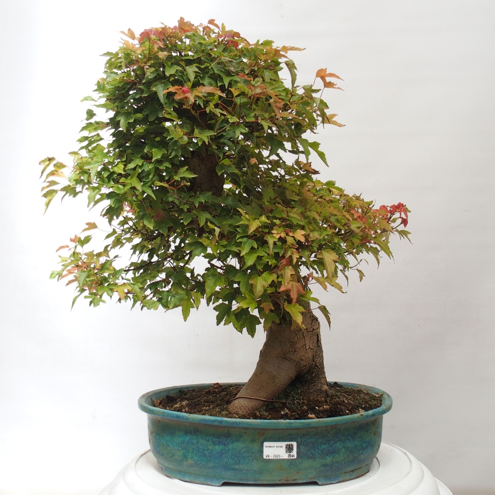 Bonsai für draußen - Acer Buergerianum - Bergahorn
