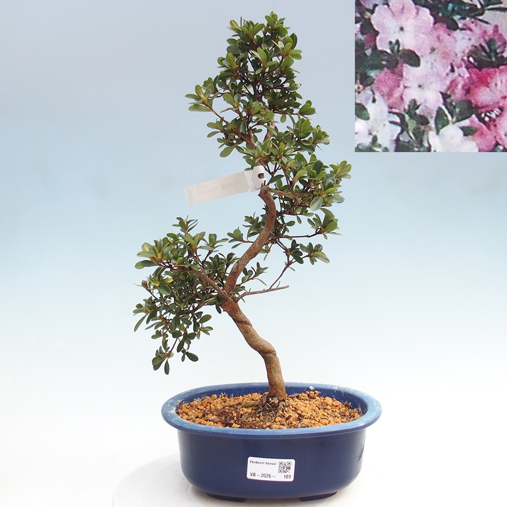 Bonsai für draußen - Japanische Azalee - Azalee Tamaori-no-Haru