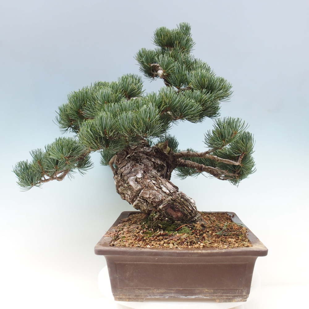 Bonsai für draußen - Pinus parviflora - Pinus parviflora