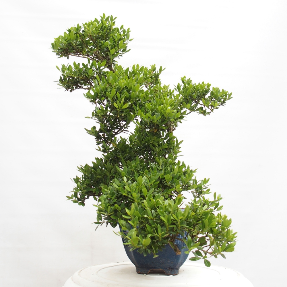 Zimmer Bonsai - Ilex crenata - Stechpalme