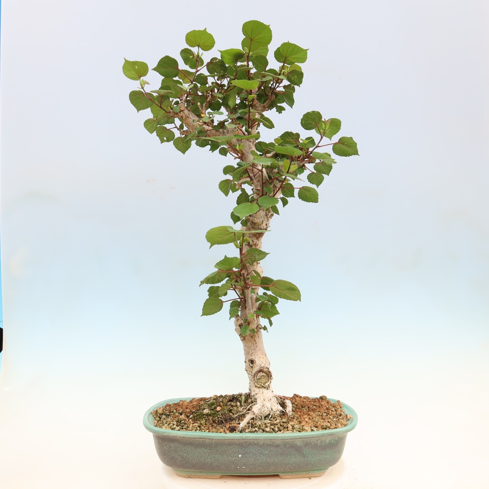 Zimmerbonsai - Hibiscus tiliaceus - Meeres-Hibiskus