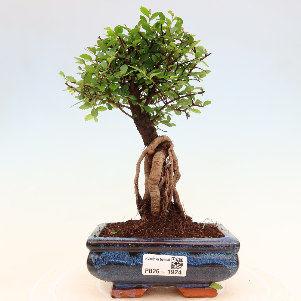 Zimmerbonsai - Ulmus parvifolia - Kleinblättrige Ulme