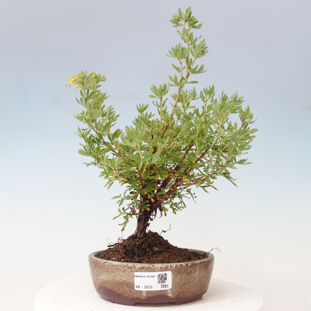 Bonsai für draußen - Potentila fruticosa gelber Vogel