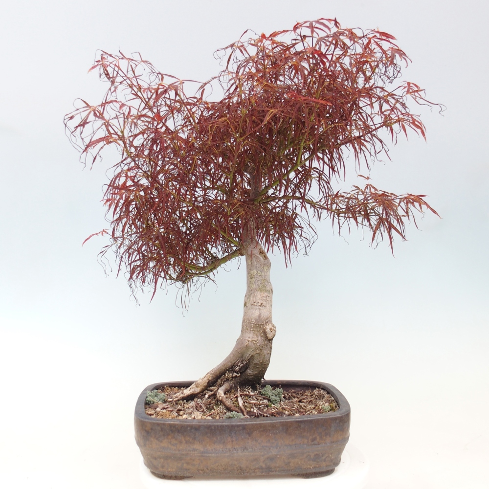 Bonsai für draußen - Acer palmatum RED PYGMY