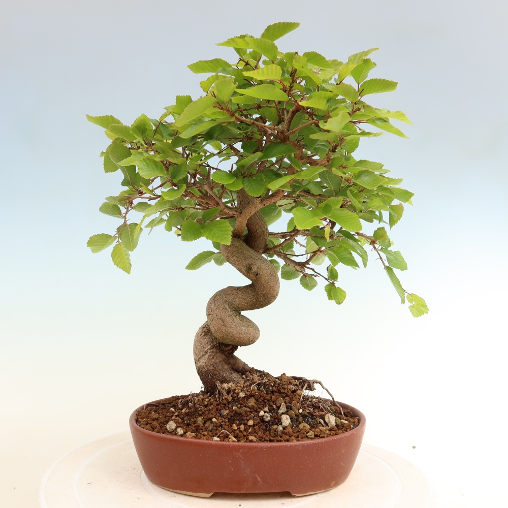Bonsai für draußen - Karpinus Coreana - Koreanische Hainbuche