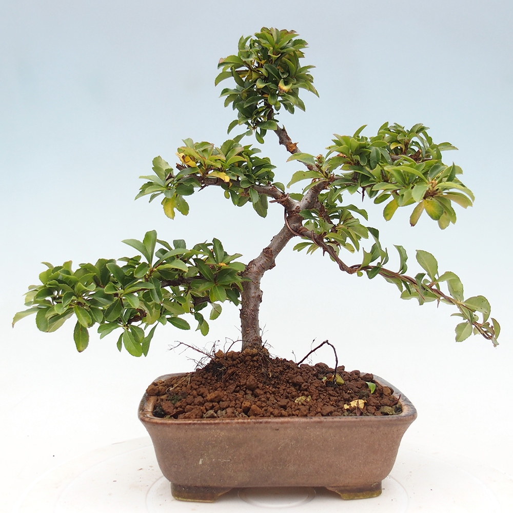 Freiland-Bonsai-Pyracantha Teton -Hlox