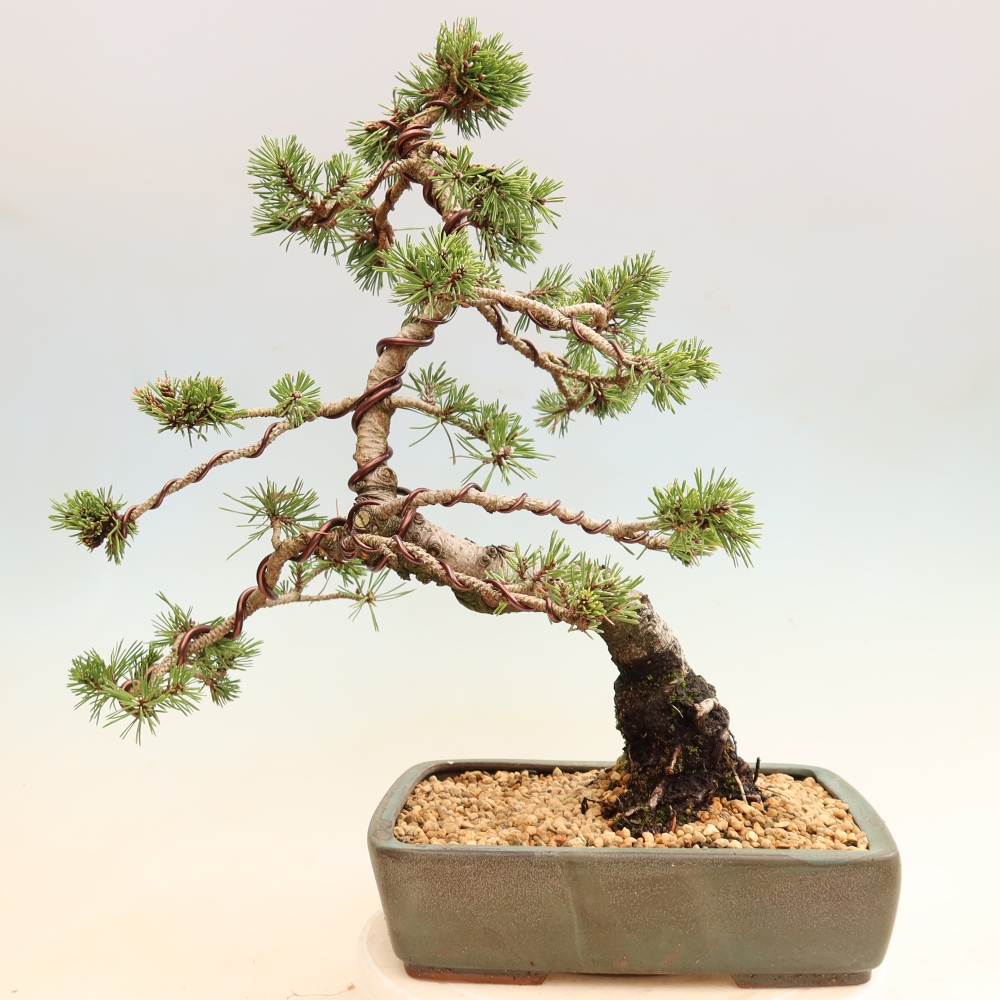 Bonsai für den Außenbereich – Pinus mugo Humpy – Zwergkiefer