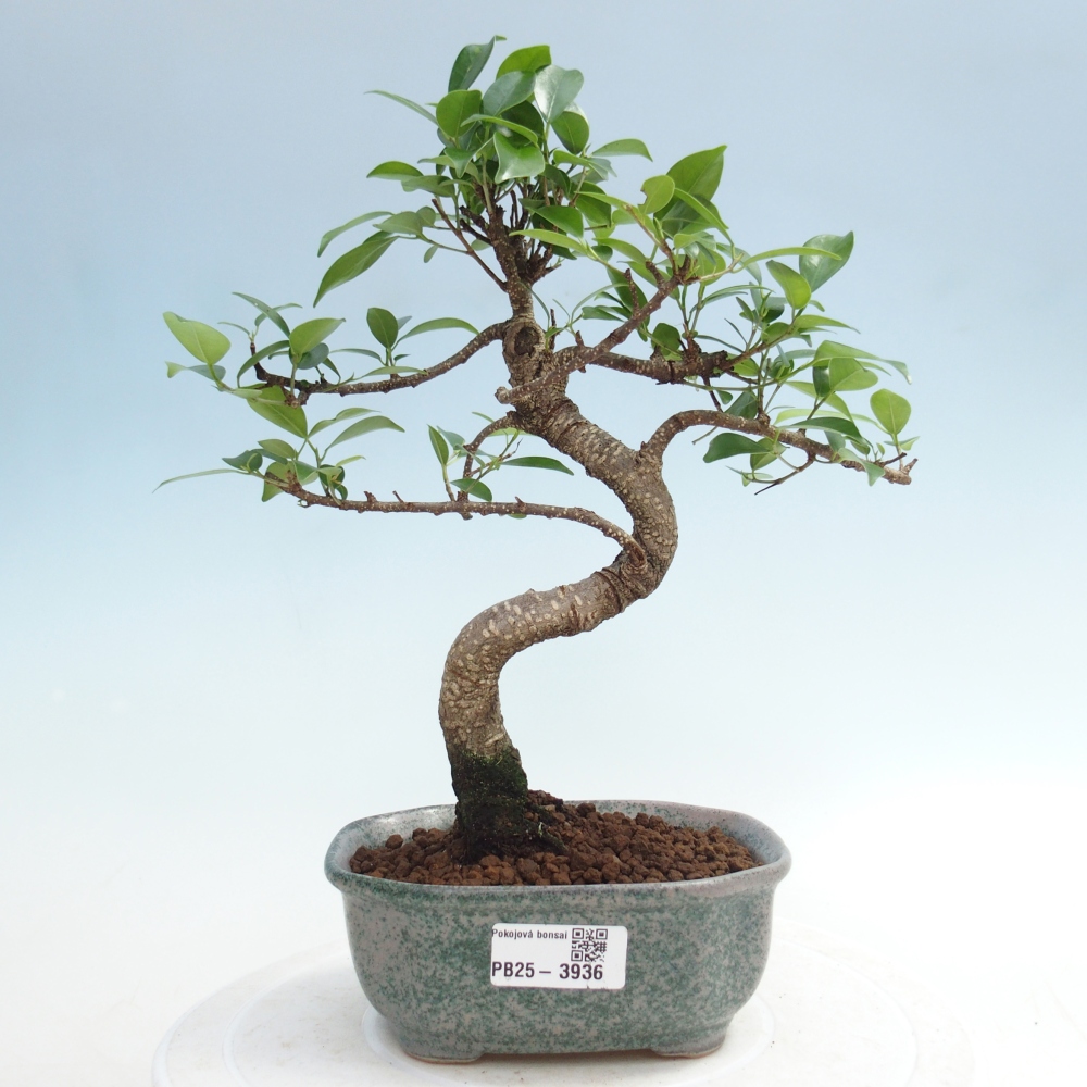 Zimmerbonsai - Ficus retusa - Kleinblättriger Ficus