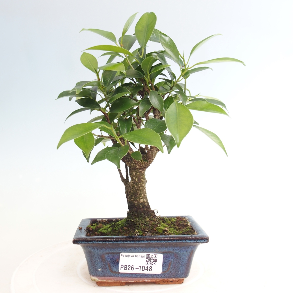 Zimmer Bonsai Ficus retusa kimmen