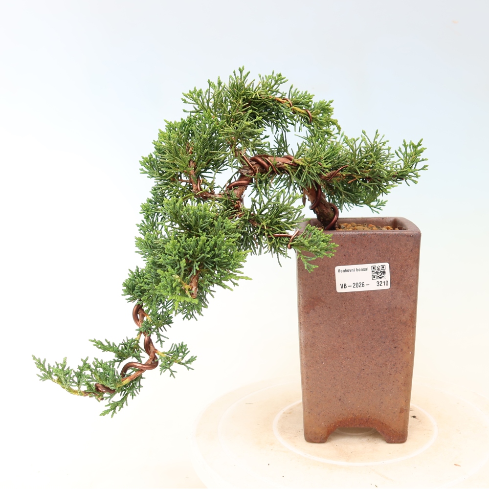 Bonsai für draußen - Juniperus chinensis Kishu