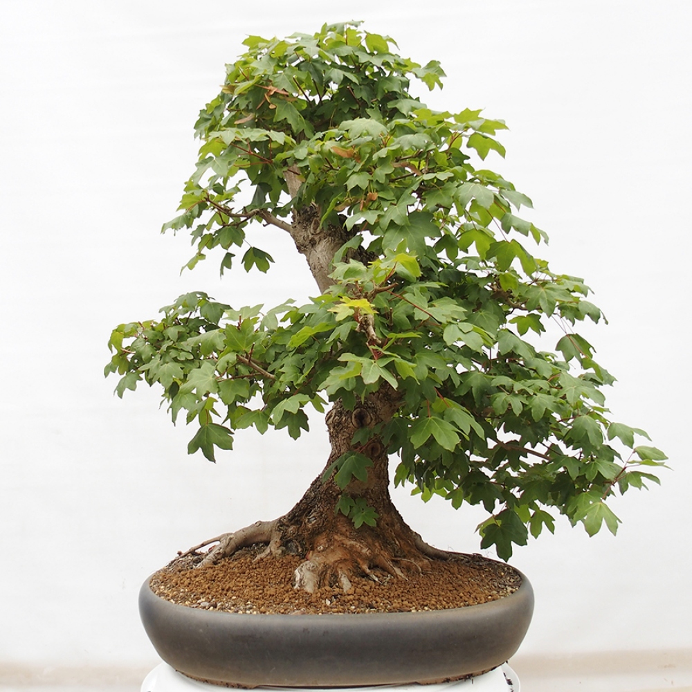 Bonsai für draußen -Javor babyka - Acer campestre