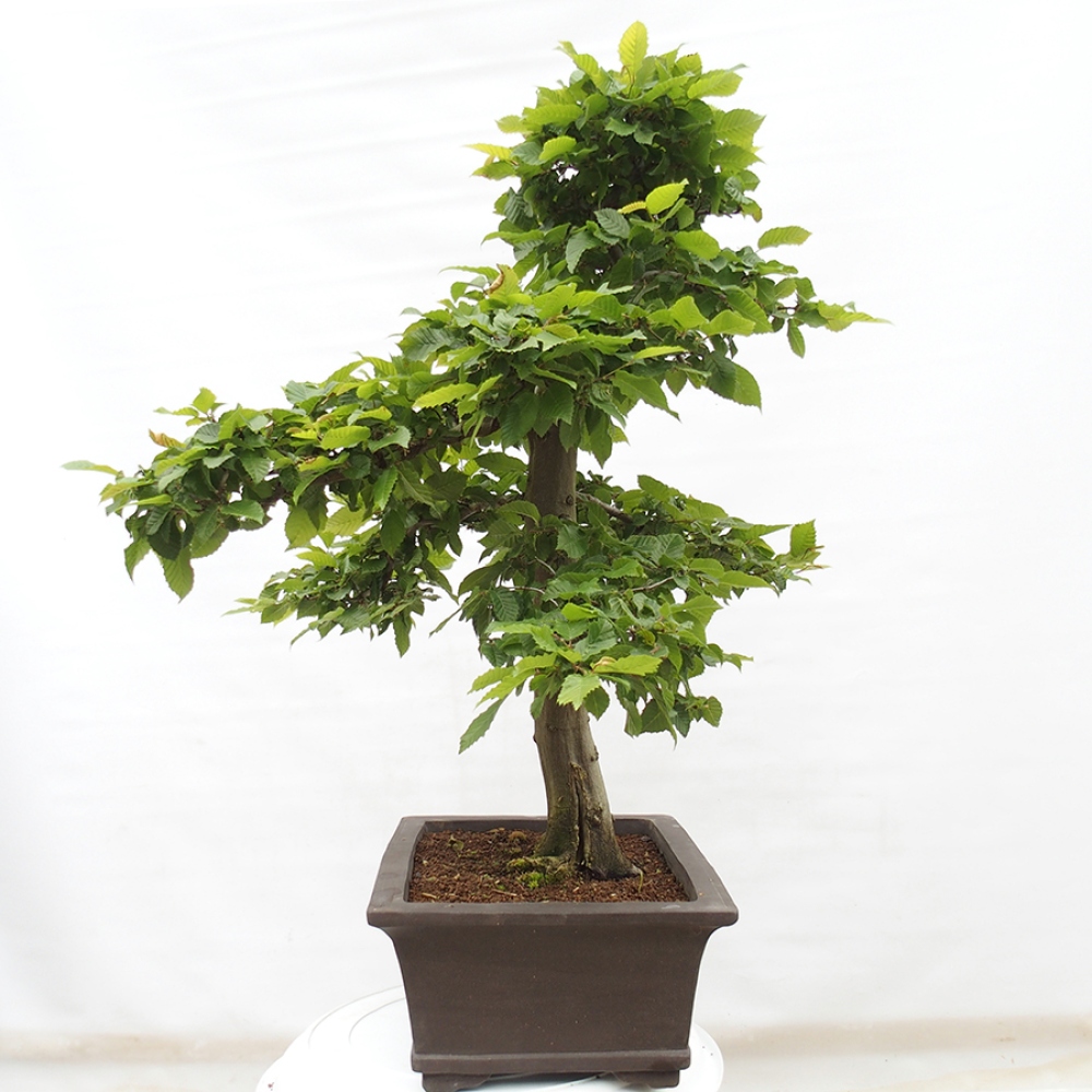 Bonsai für draußen - Hainbuche - Carpinus betulus