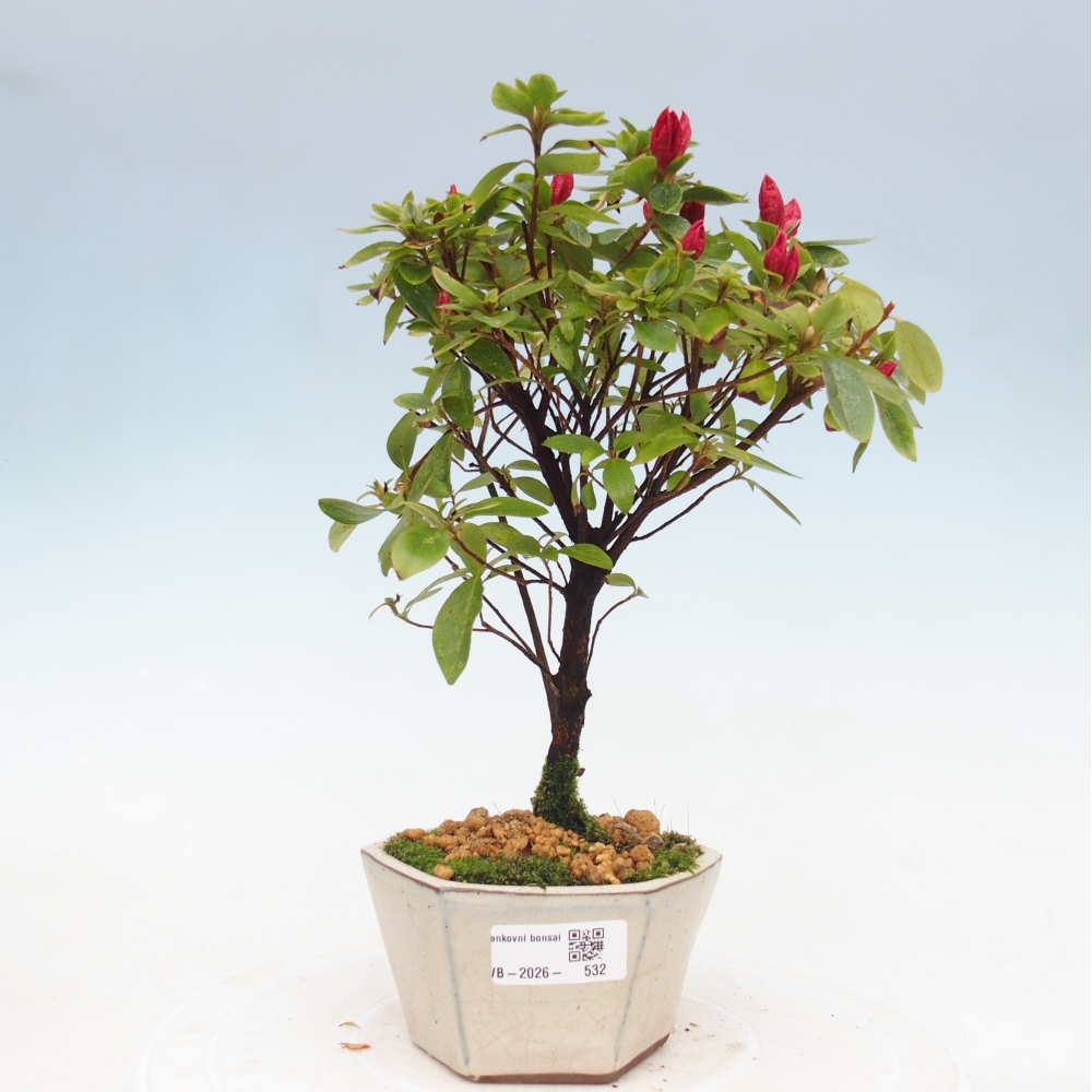 Bonsai für draußen - Japanische Azalee - Azalea sp.