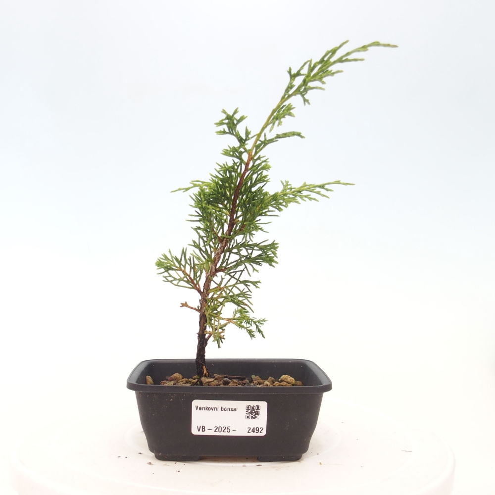 Bonsai für draußen - Juniperus chinensis Itoigawa