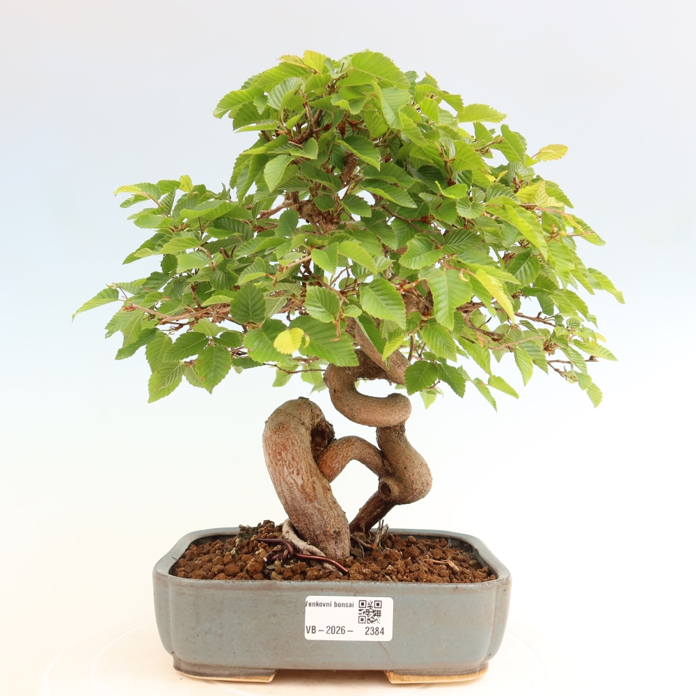 Bonsai für draußen - Karpinus Coreana - Koreanische Hainbuche