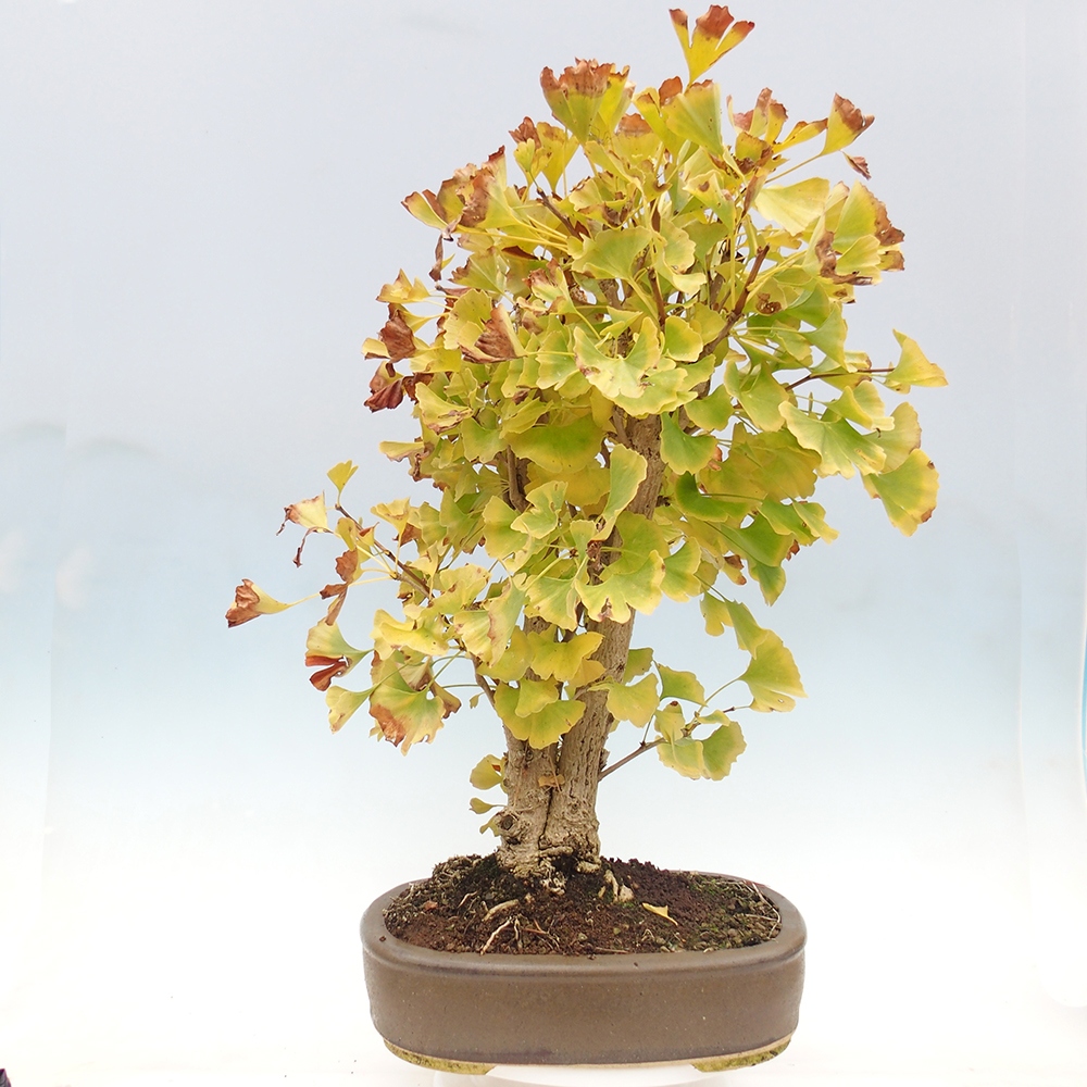 Bonsai für draußen - Ginkgo biloba - Ginkgo biloba