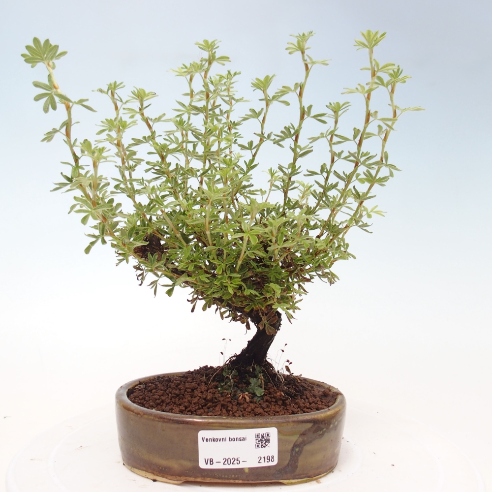 Bonsai für draußen - Potentila fruticosa gelber Vogel