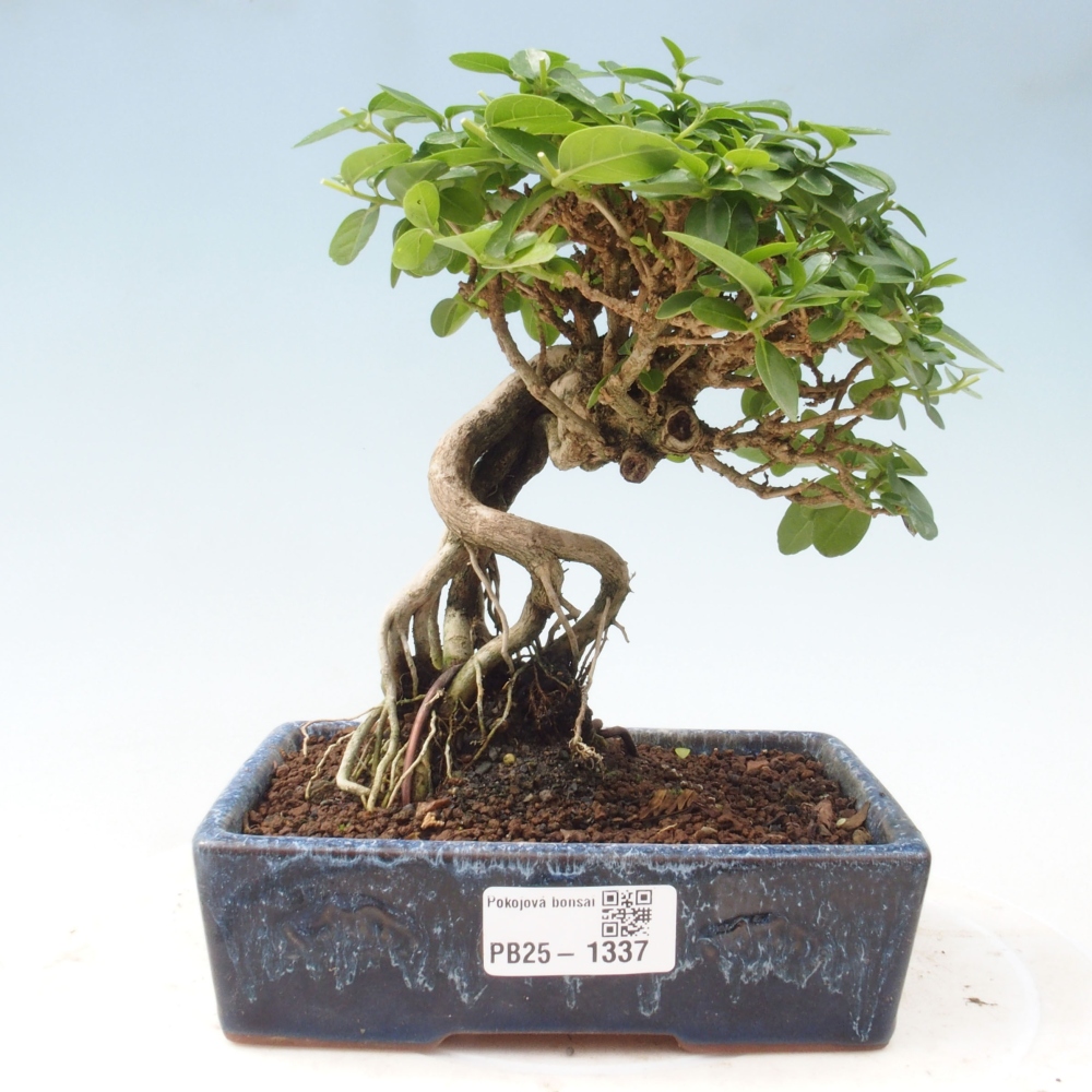 Zimmerbonsai - Premna serratifolia - Kozlovna malolista