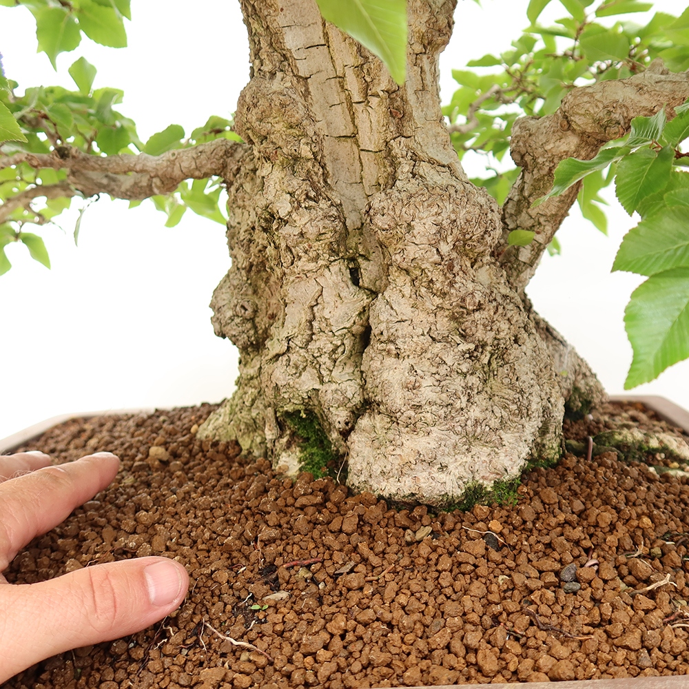 Bonsai für draußen - Karpinus Coreana - Koreanische Hainbuche